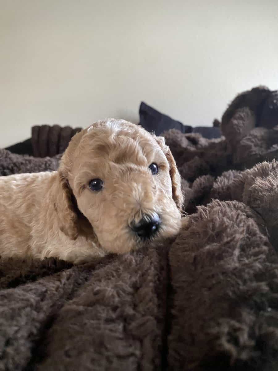 Mini Goldendoodles F2B image 3