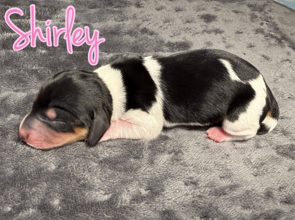 purebred dachshund pups image 9