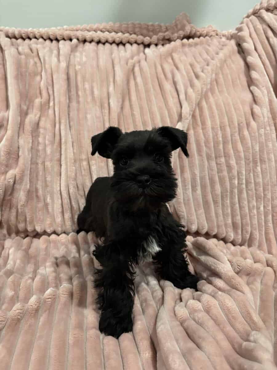 Mini Schnauzer image 1