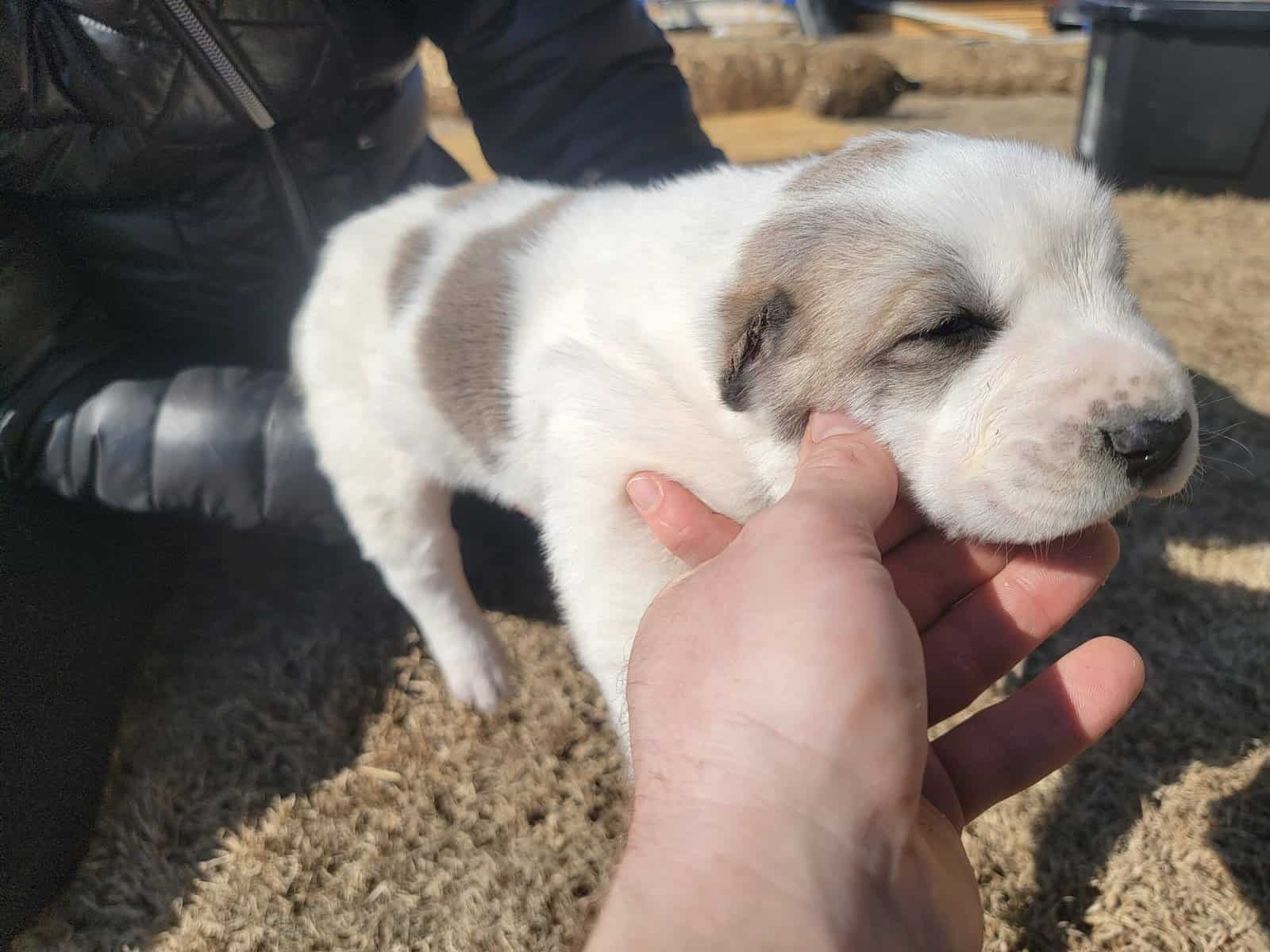 Central Asian Shepherd image 1