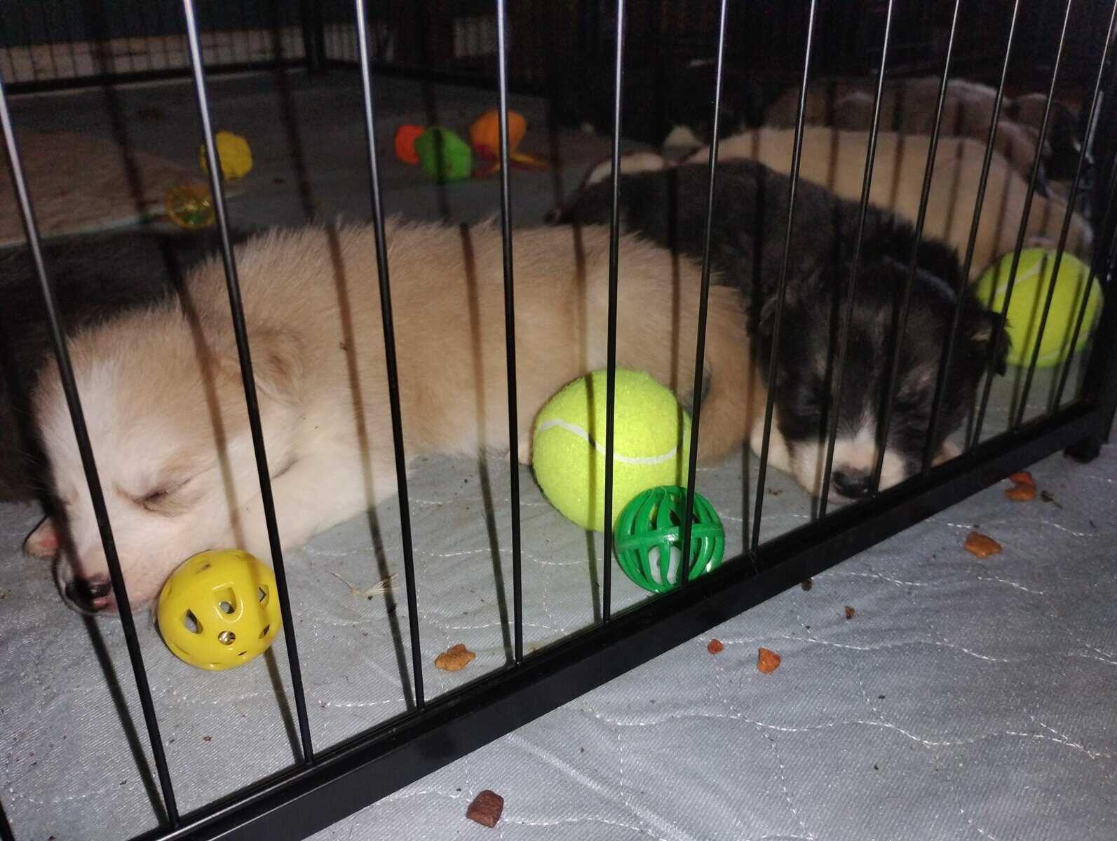 Siberian husky puppies image 1