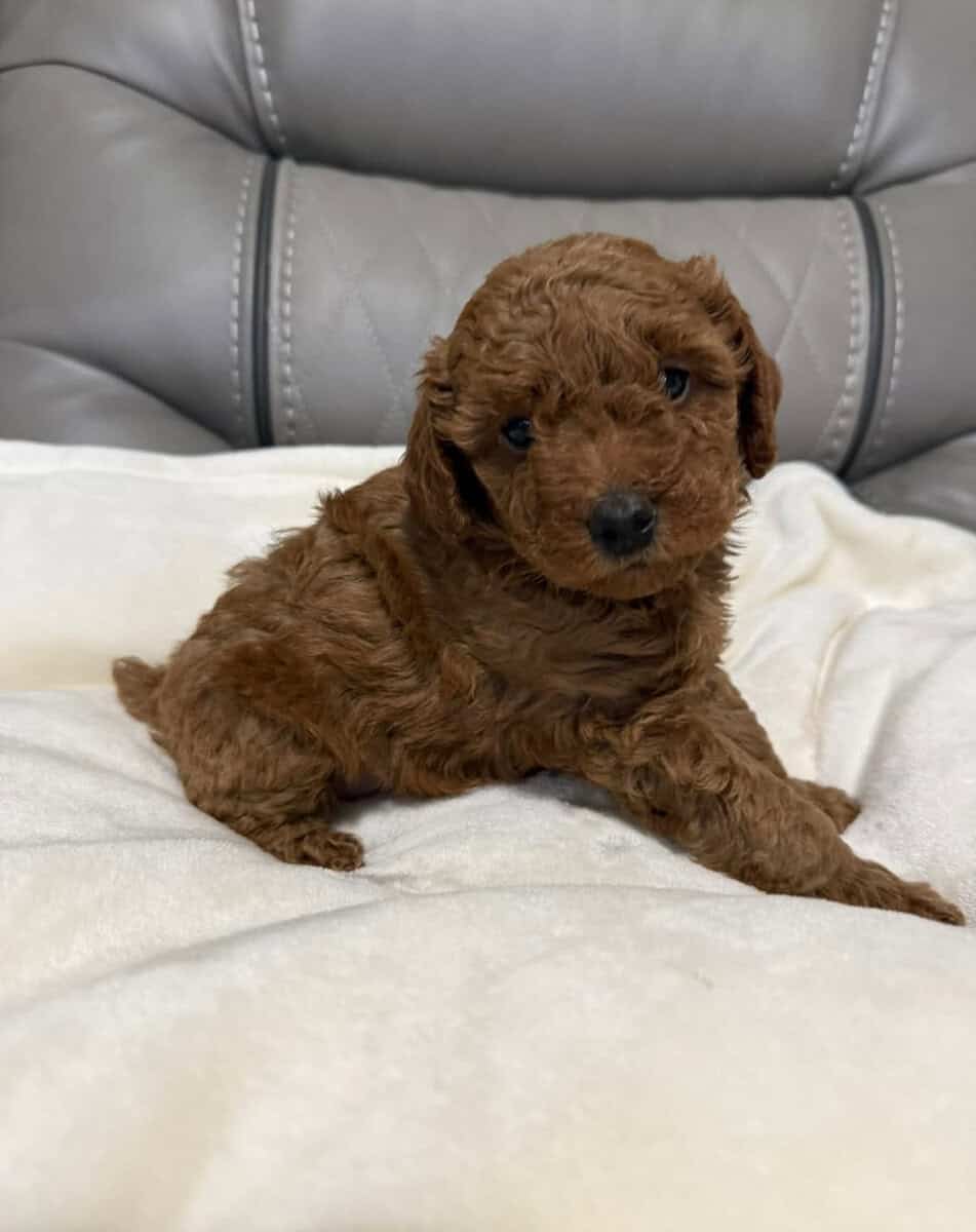 Toy Poodles image 1
