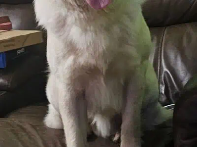 Golden retriever Mix