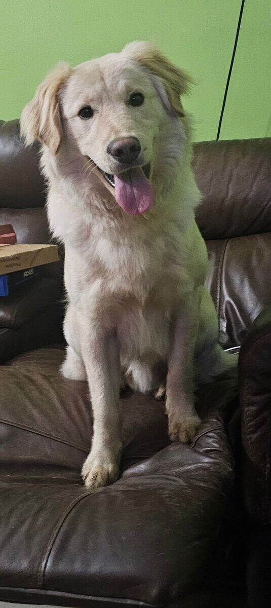 Golden retriever Mix image 2