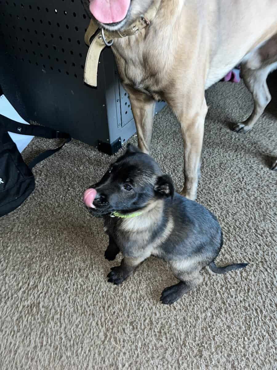 Belgian Shepherd puppies 🐶 image 4