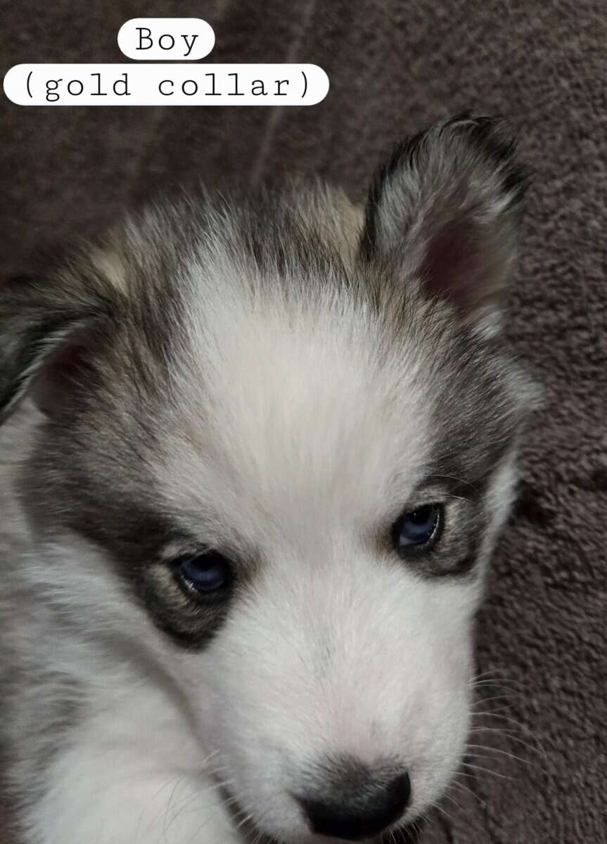 Siberian Husky Puppies image 4