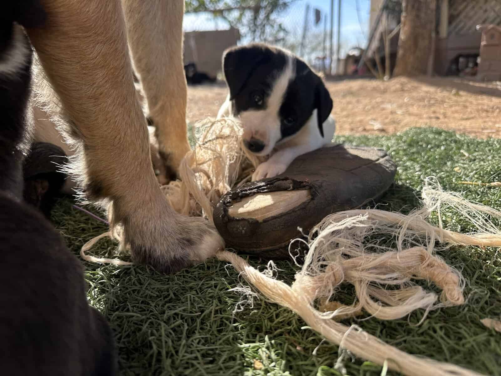 Bull terrier/pitbull/blue heeler mixed pups image 6