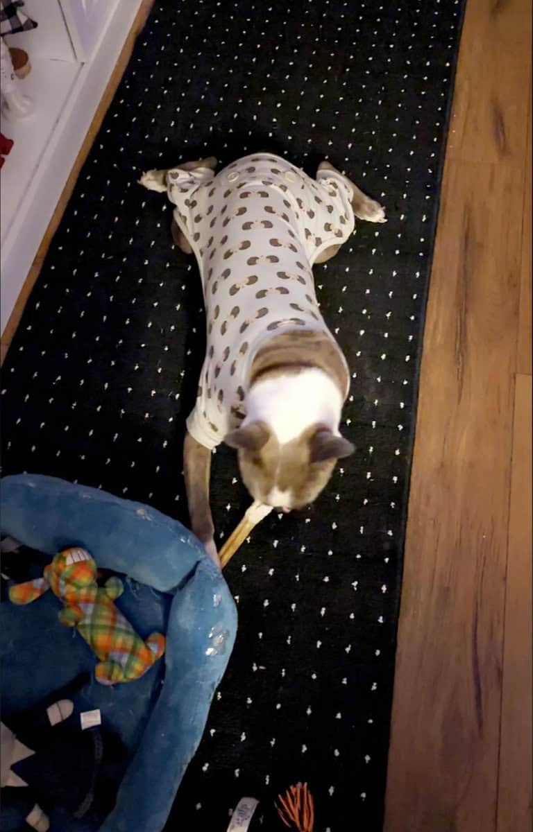 2 y/o Boston Terrier needs new home image 3