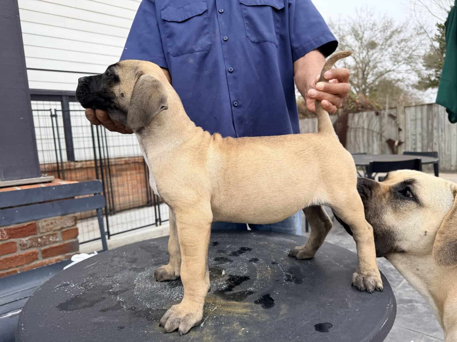 Presa Canario puppies (full blooded) image 2