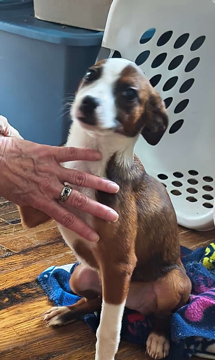 Border collie & Australian shepard puppies image 3