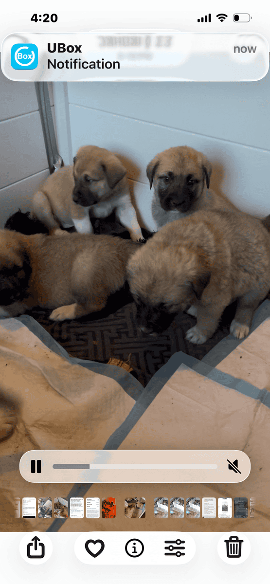 Livestock Guardian puppies image 12