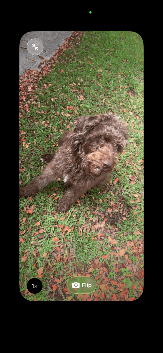 Coco, labradoodle, 2 years old image 2