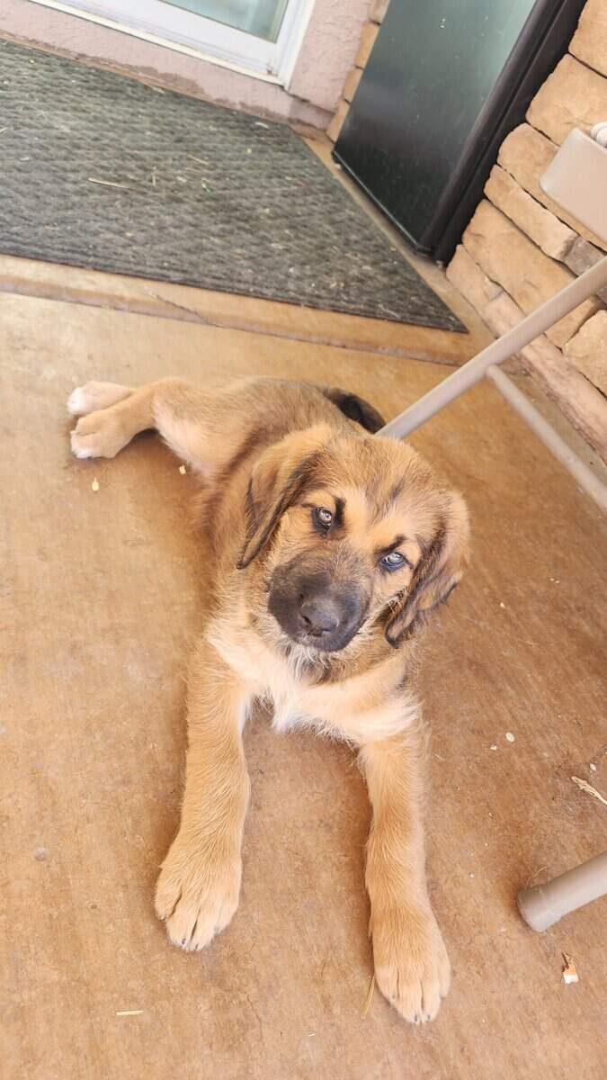 Belgian Malinois/Lab Puppies image 2