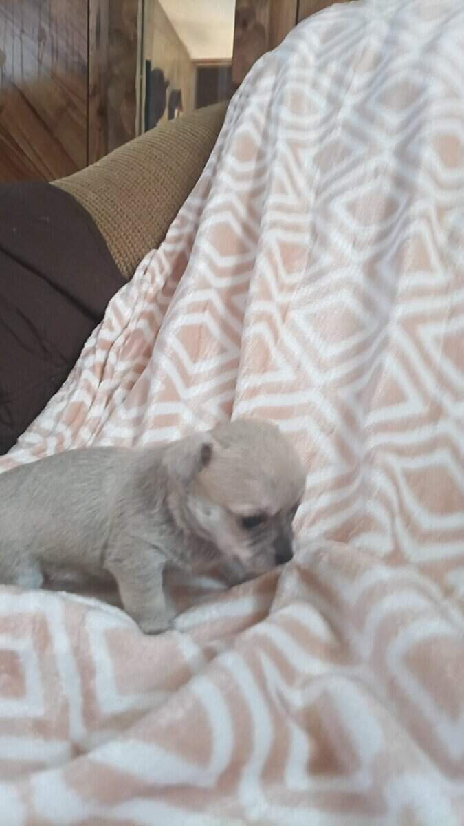 Chihuahua puppies image 4