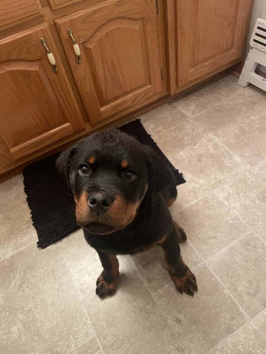 Rottweiler 100% German bloodline with papers. image 2