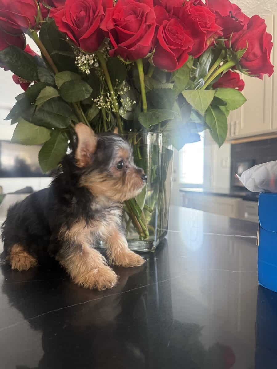 Silky Terrier Puppy! image 1