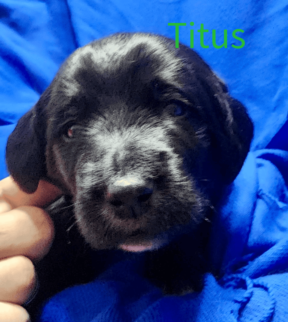Labradoodle! image 20