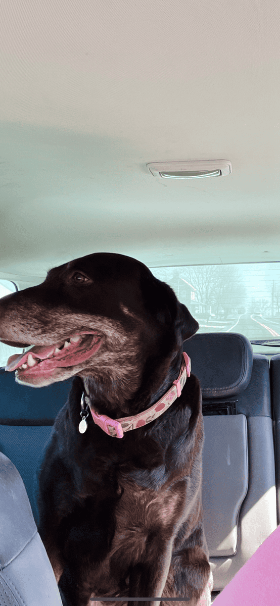 Sweet 8 y.o female lab image 4