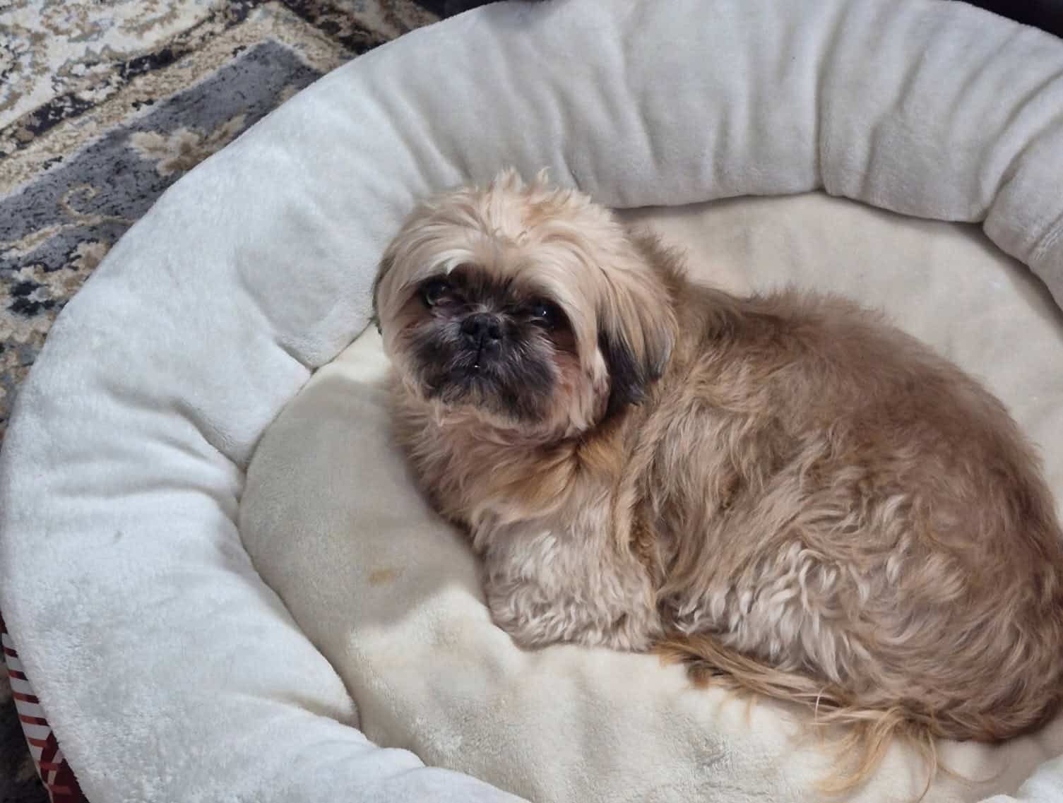 Lovable Shih-Tzu Needs New Home After Owner Died image 2