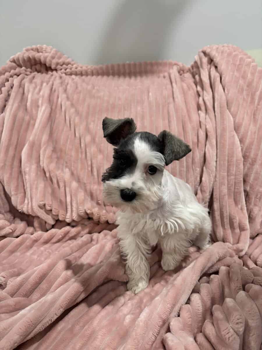 Mini Schnauzer image 3