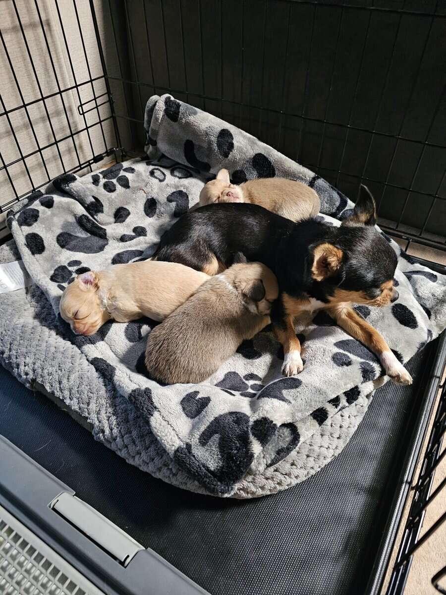 Babydoll face apple head Chihuahuas image 1