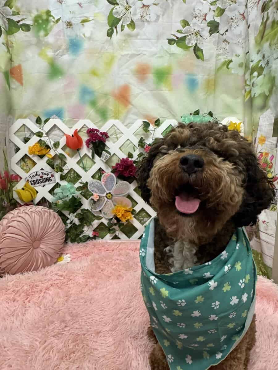 Kid-Friendly Bernedoodle Looking for Home image 2