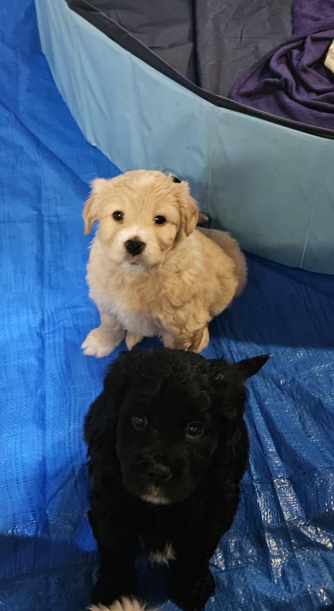 Golden Retriever mix image 4