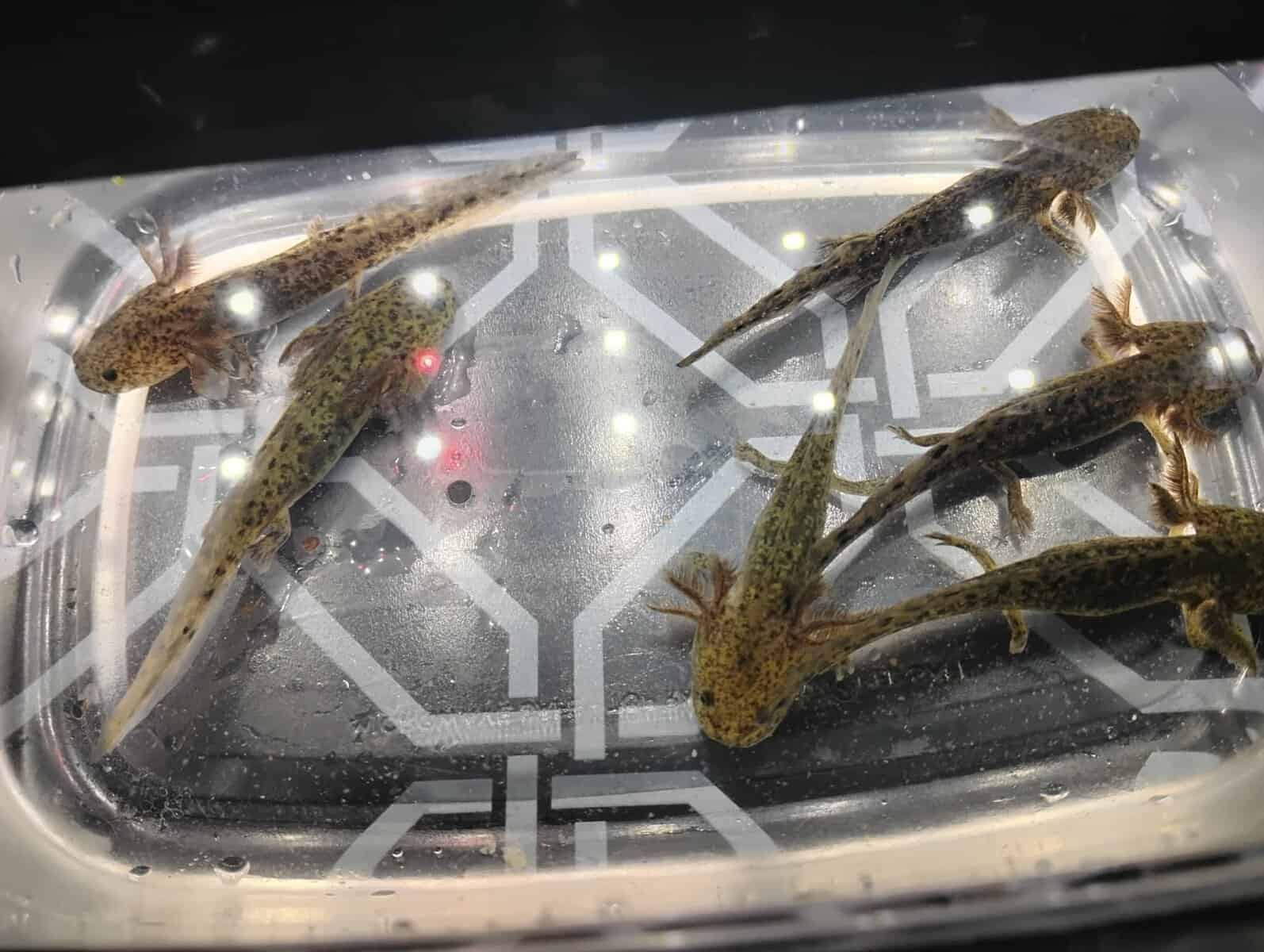 Axolotls image 1