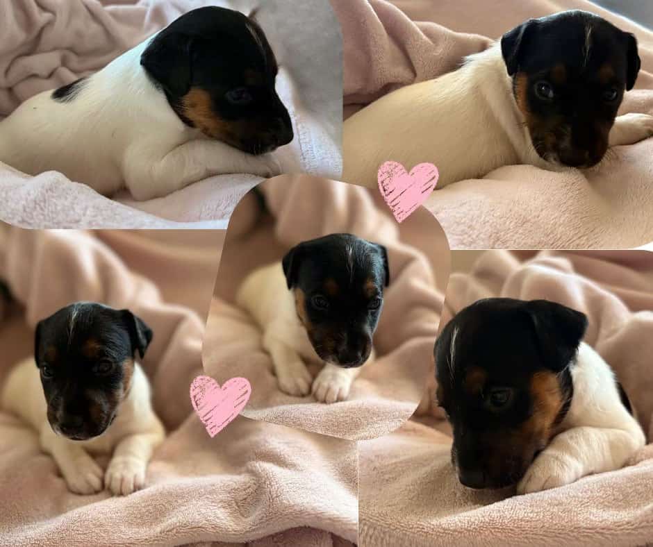 Jack Russell Puppies image 2