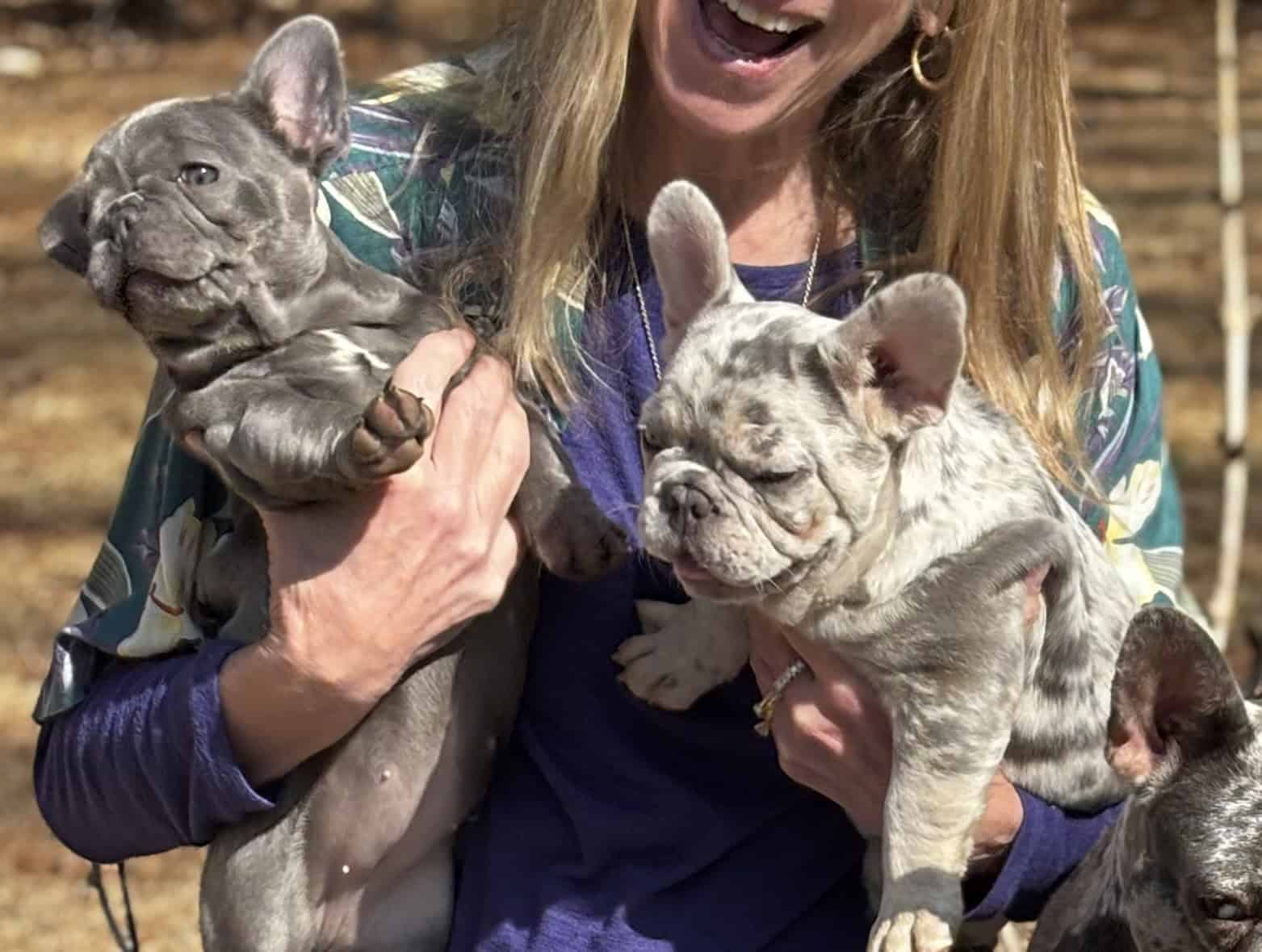 French Bulldogs puppies image 2