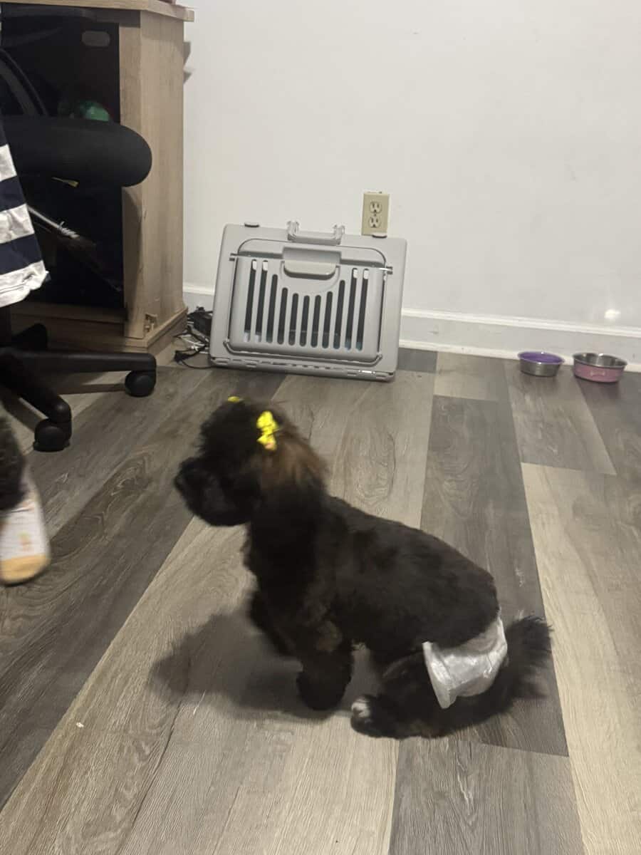 Beautiful shihpoo pup image 2