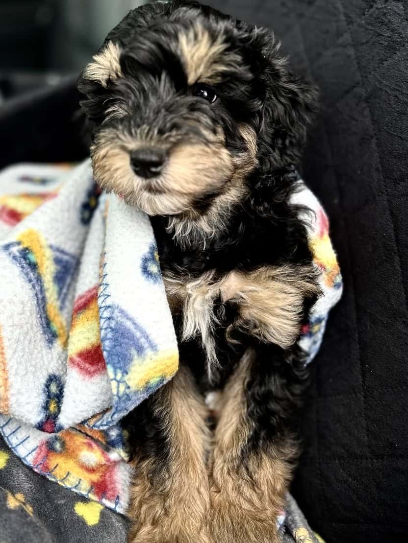 Hypoallergenic poodle mix GIRL image 5