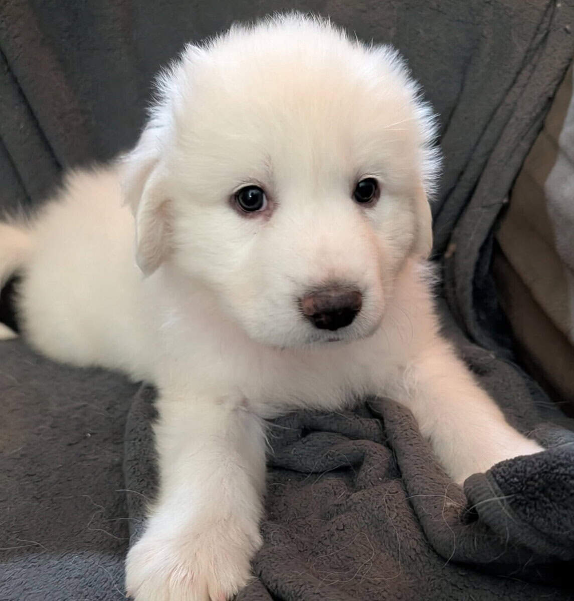 Great Pyrenees Puppies For Sale image 5