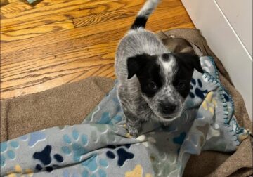Australian Cattle Dog (Blue Heeler) Puppy – Female