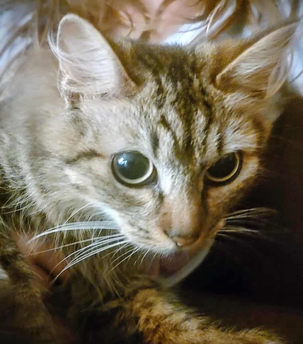 Snuggly Kitty image 1