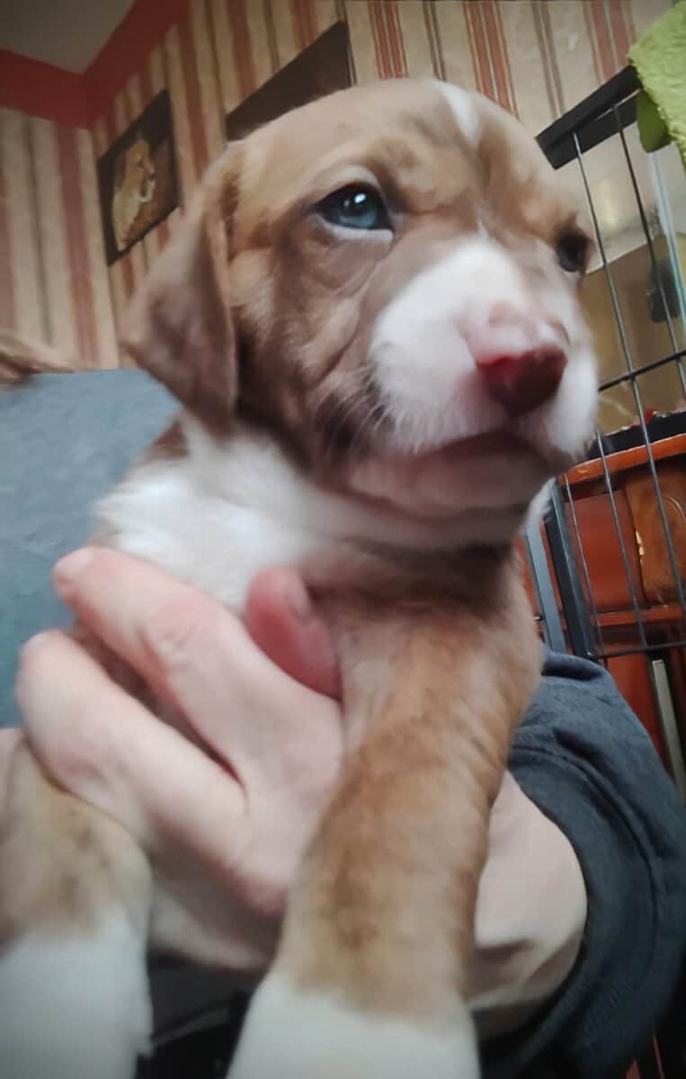 Pitt/Beagle mix puppies for sale image 1
