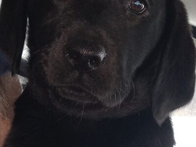 AKC Labrador Retrievers