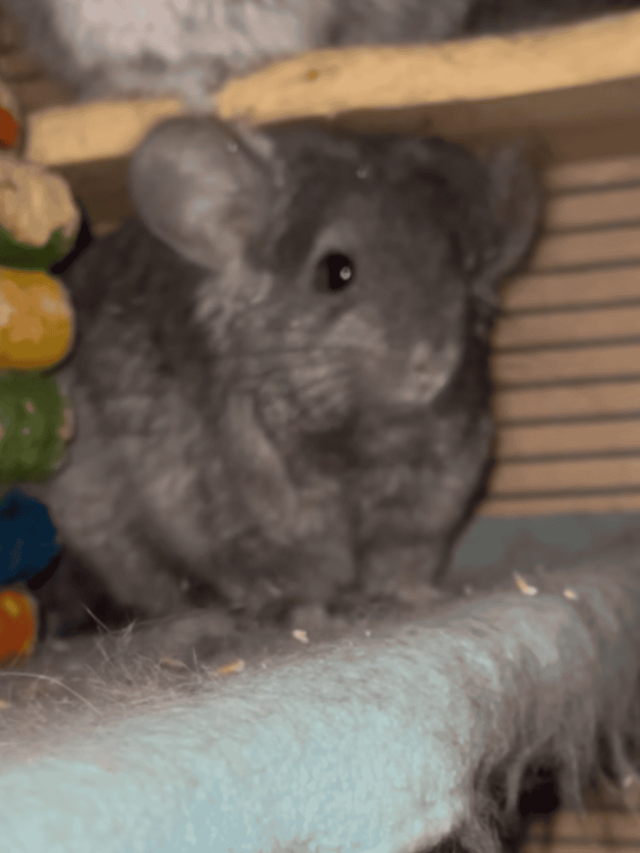 Young Ebony Male Angora Chinchilla image 6