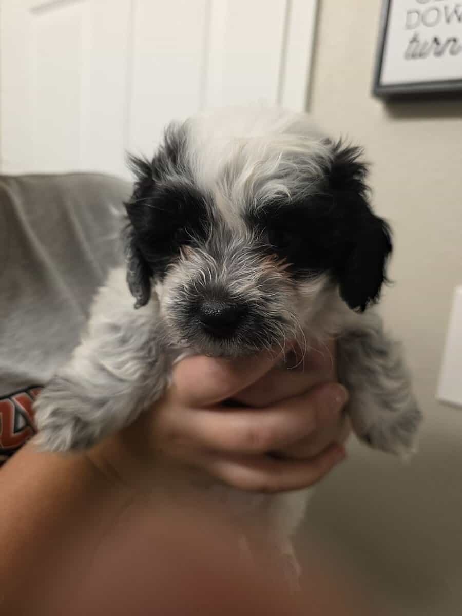 Maltipoo puppies image 2