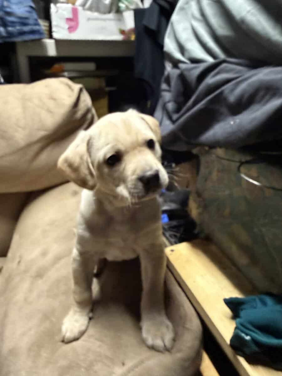 I have four boy and one girl of super cool puppies image 5