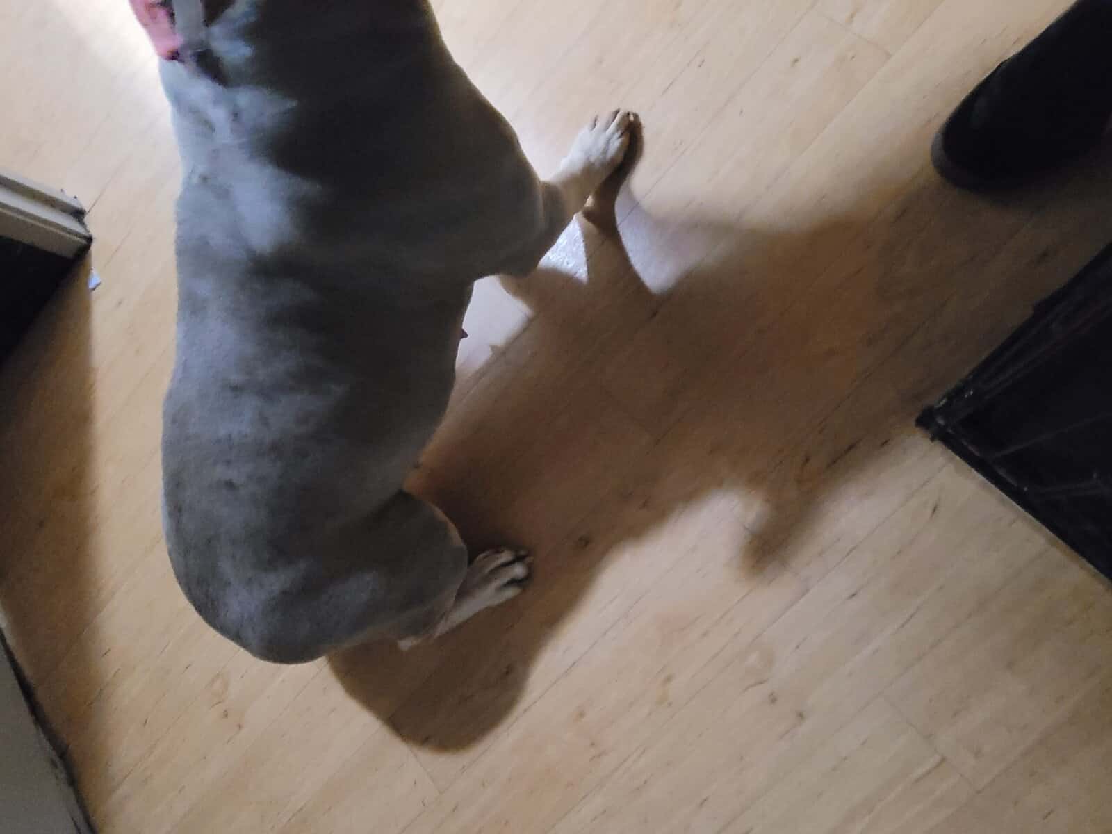 Bully pitbull image 5