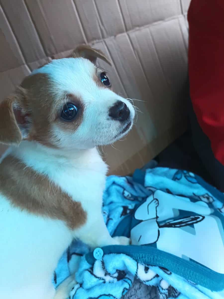 Pomchi puppies image 3