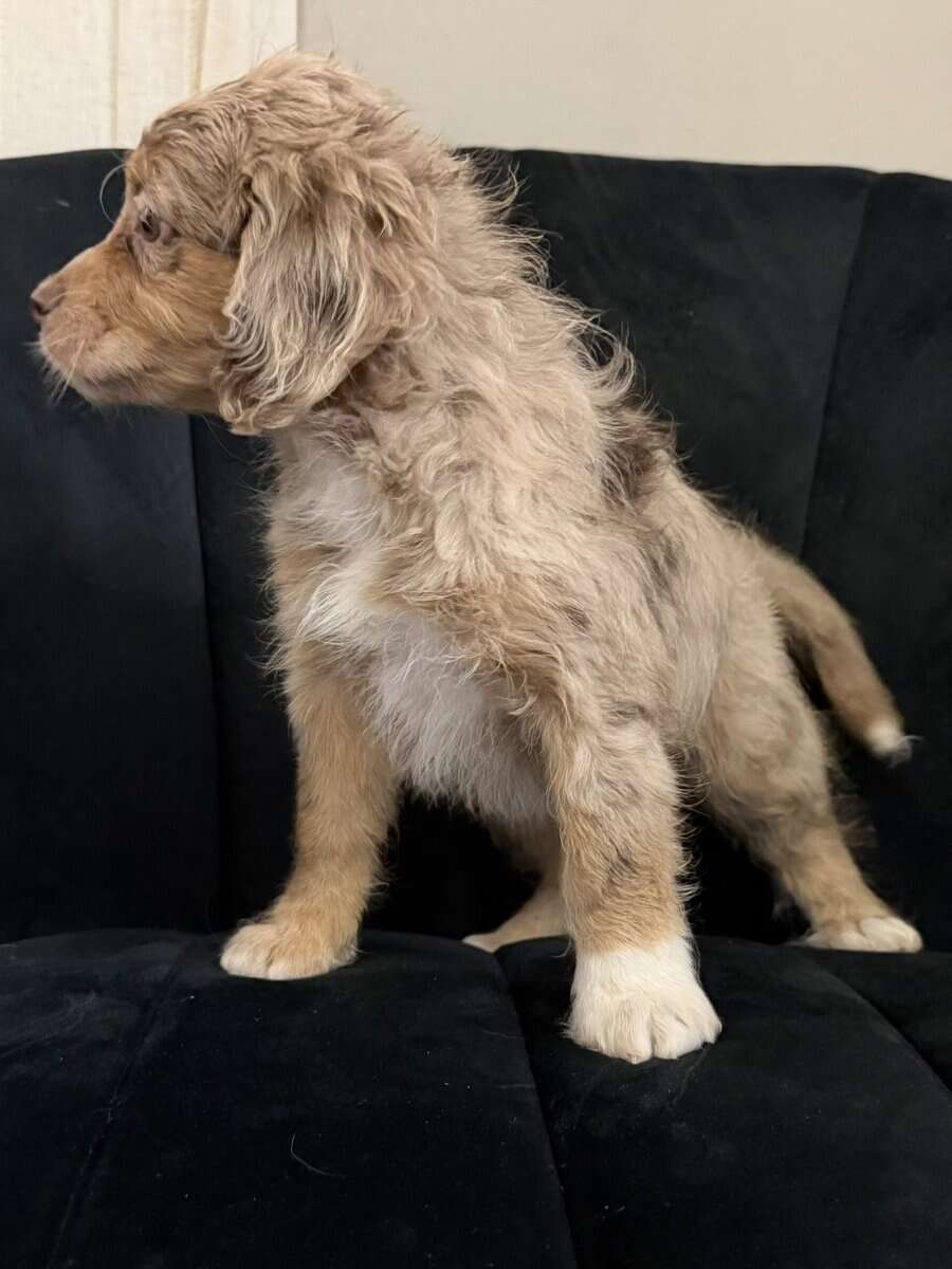 Mini F1B Aussiedoodles | 8-12lbs image 7