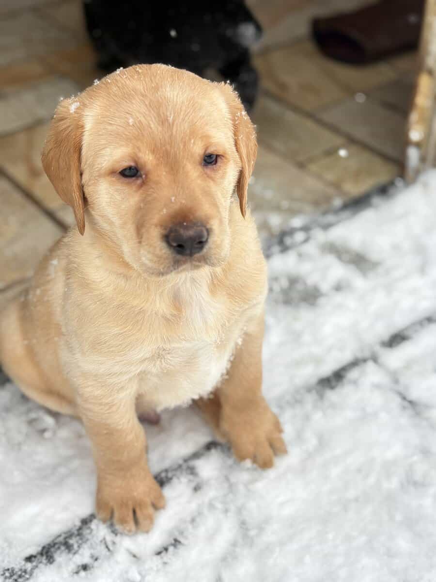 Lab puppies for sale image 13