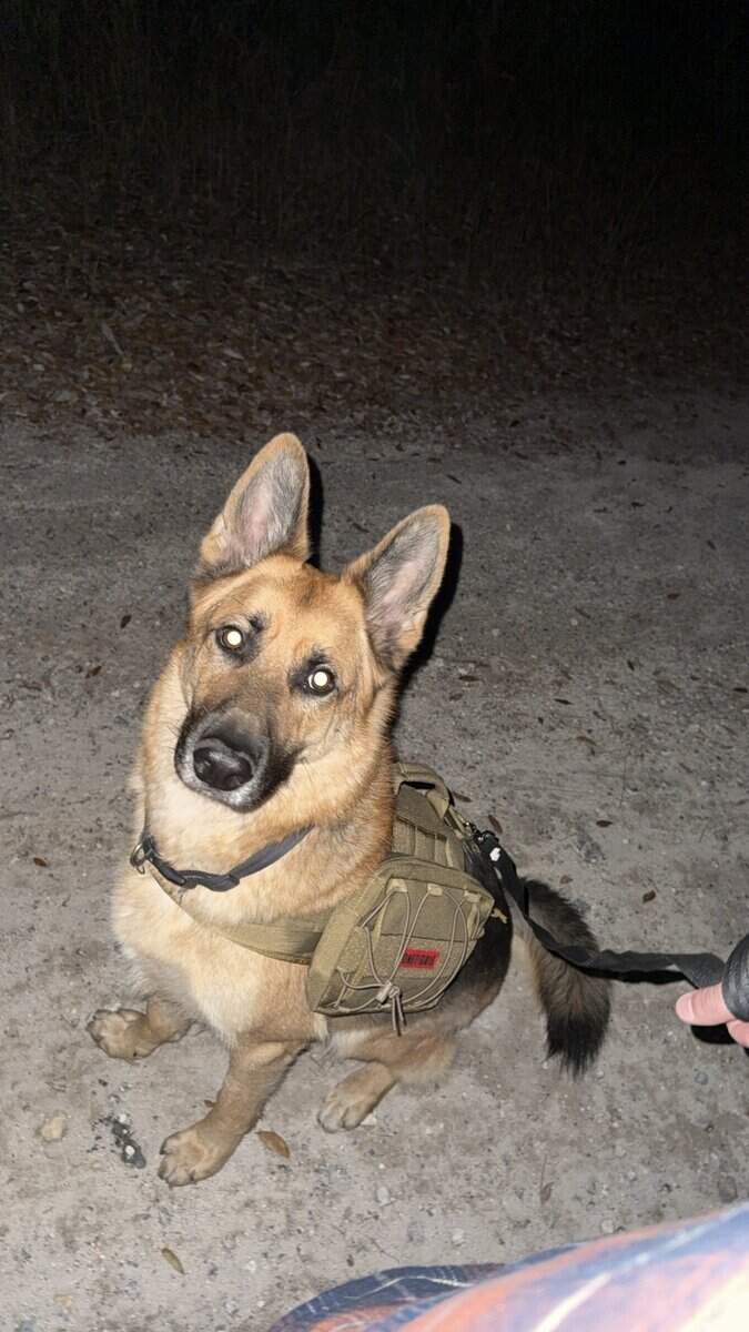AKC German Shepherd Adult Male image 2