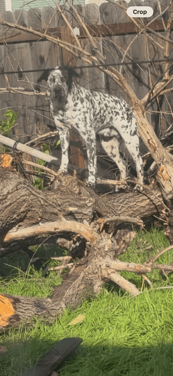 Dalmatian mix male for Sale image 4