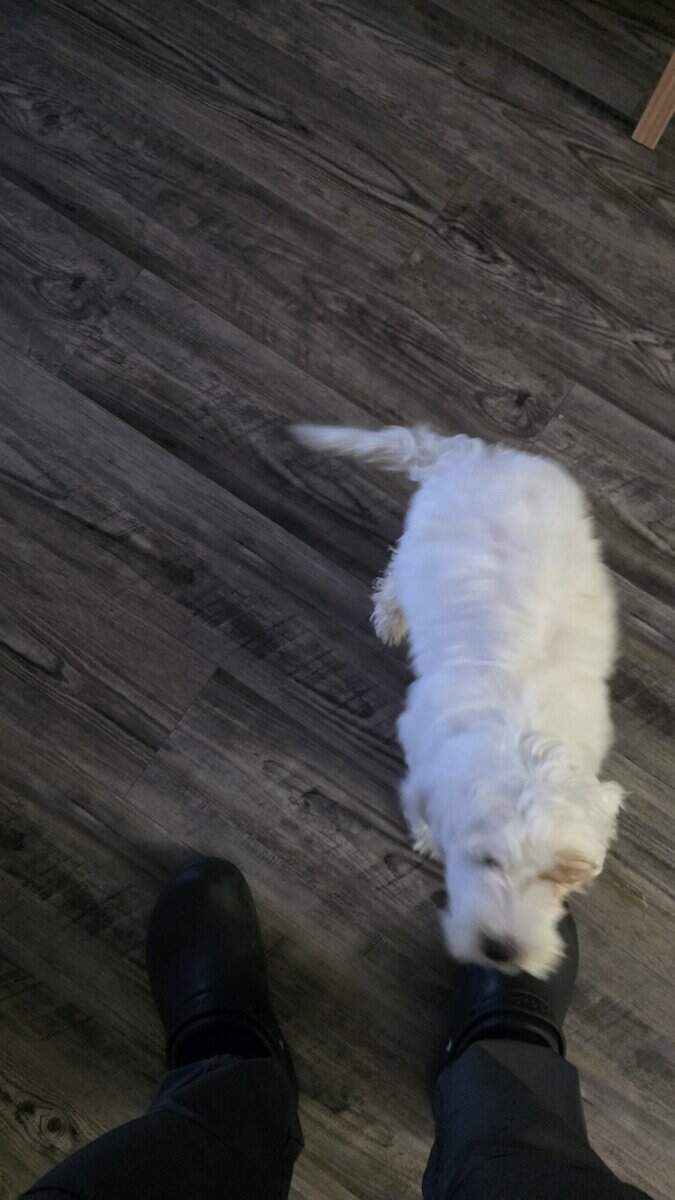 Miniature White Goldendoodle image 2