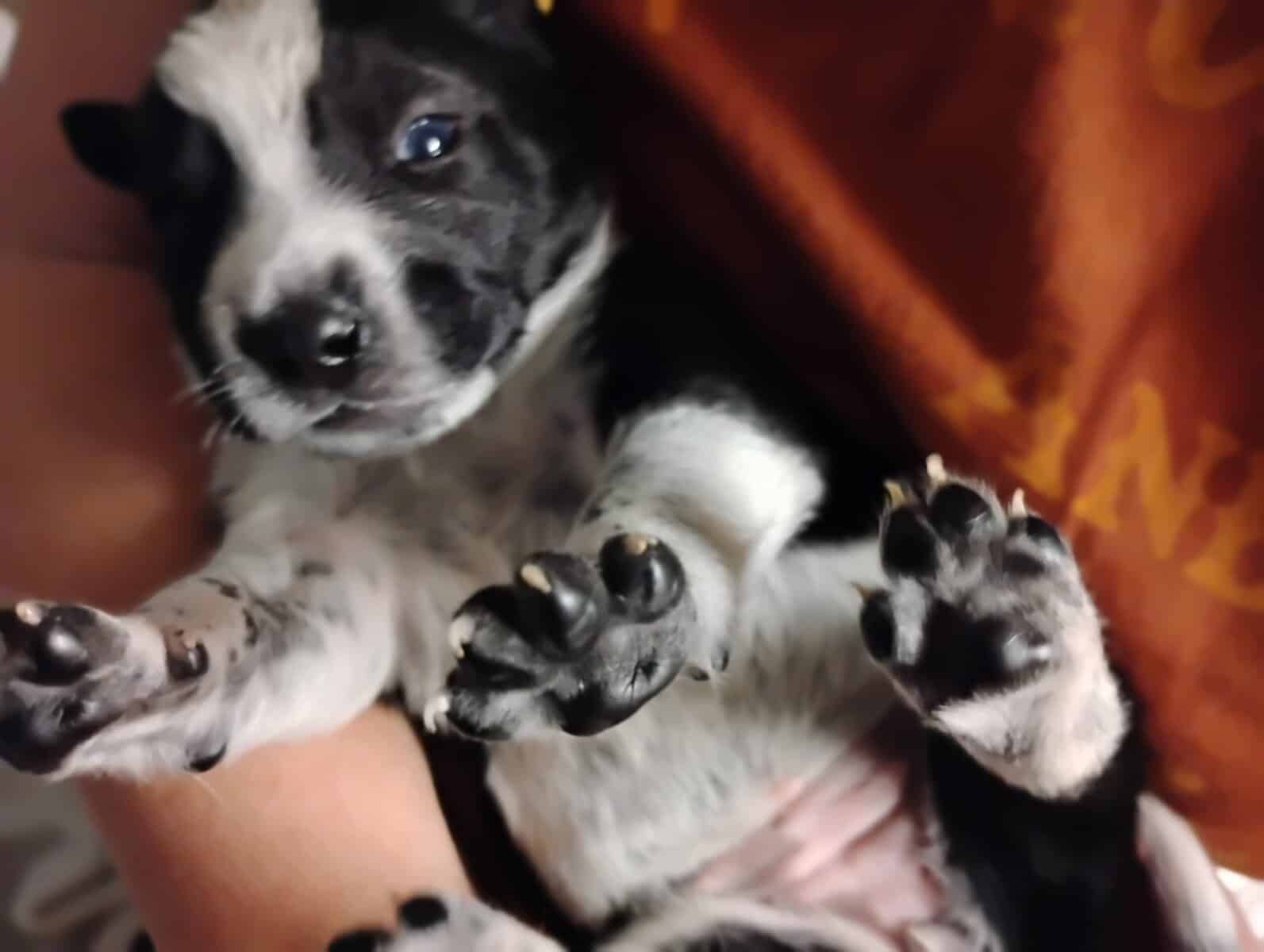 Aussiedor Puppies, Available End of March image 5