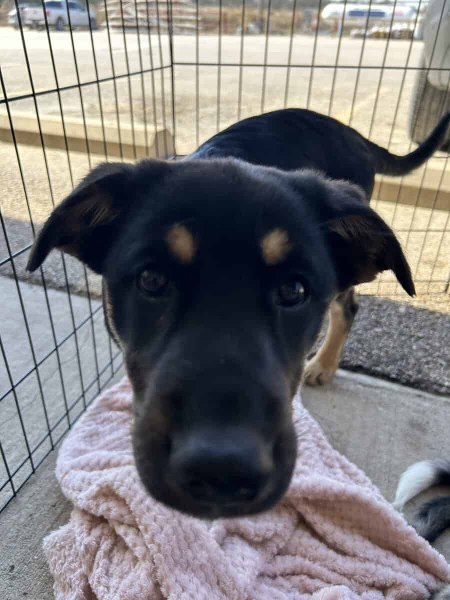 Australian Shepherd/Kelpie mix Puppies for Sale image 3