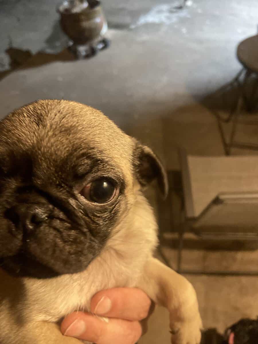 Pugs for sale image 2